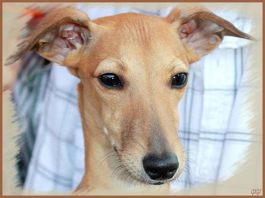 Série canine (1).