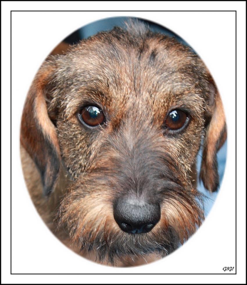 Srie canine (2).