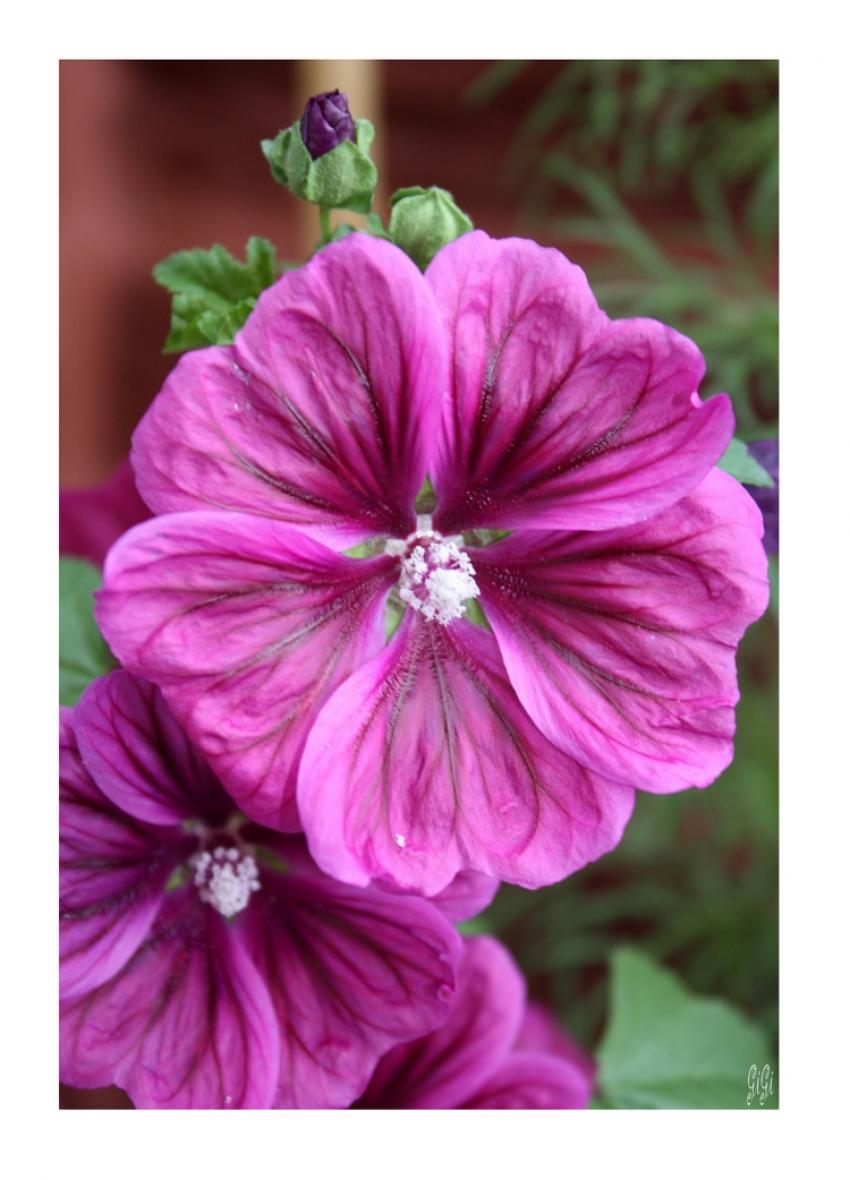 Fleur champtre.