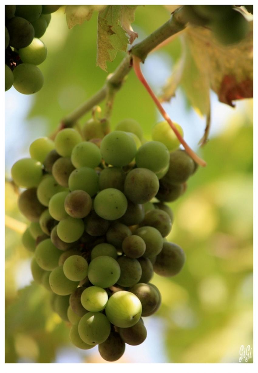 Grappe.