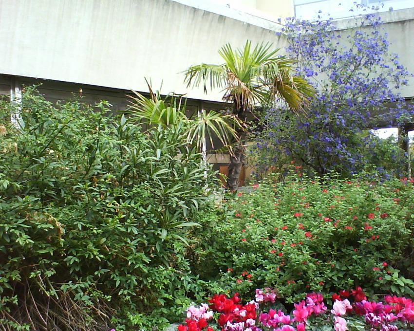 fleur montpellier