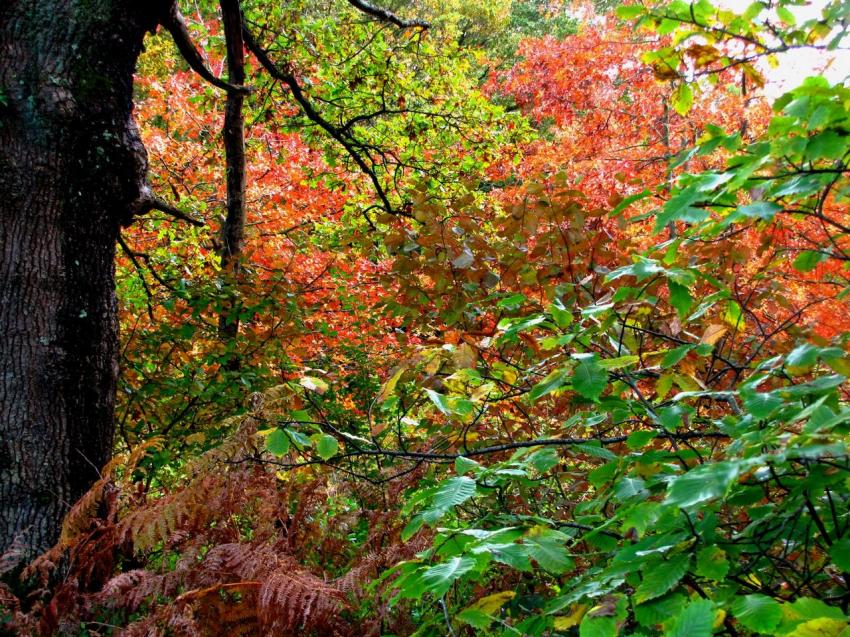 Couleurs d'automne