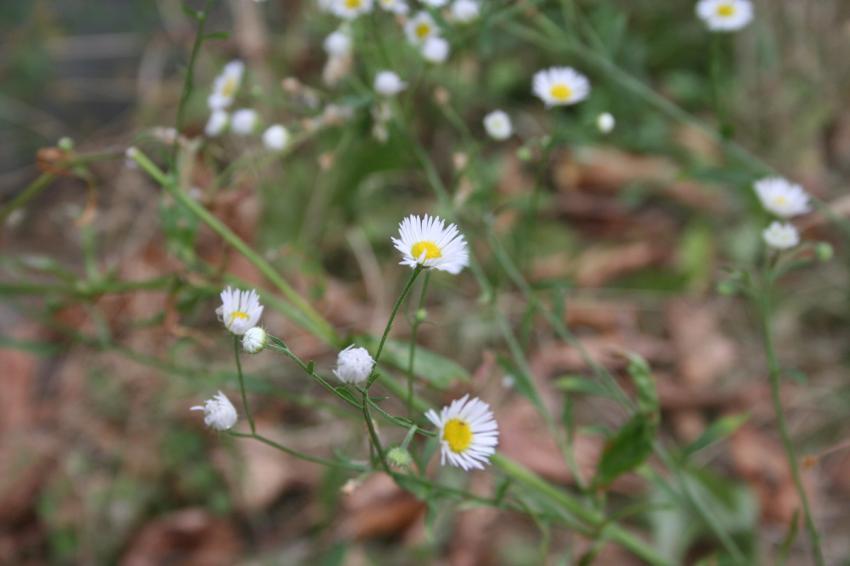 fleurs