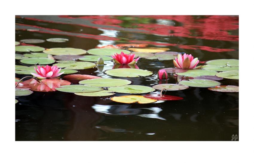 Florale 4.
