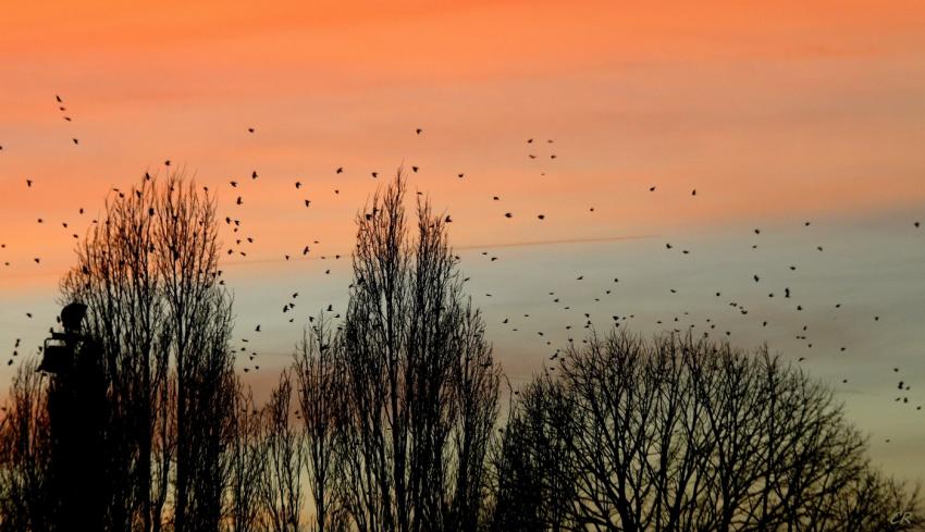 Mulhouse 04 janvier 2012 (1)