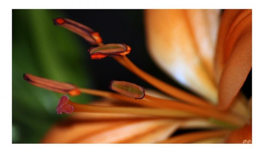 Macro.