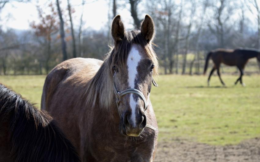 chevaux