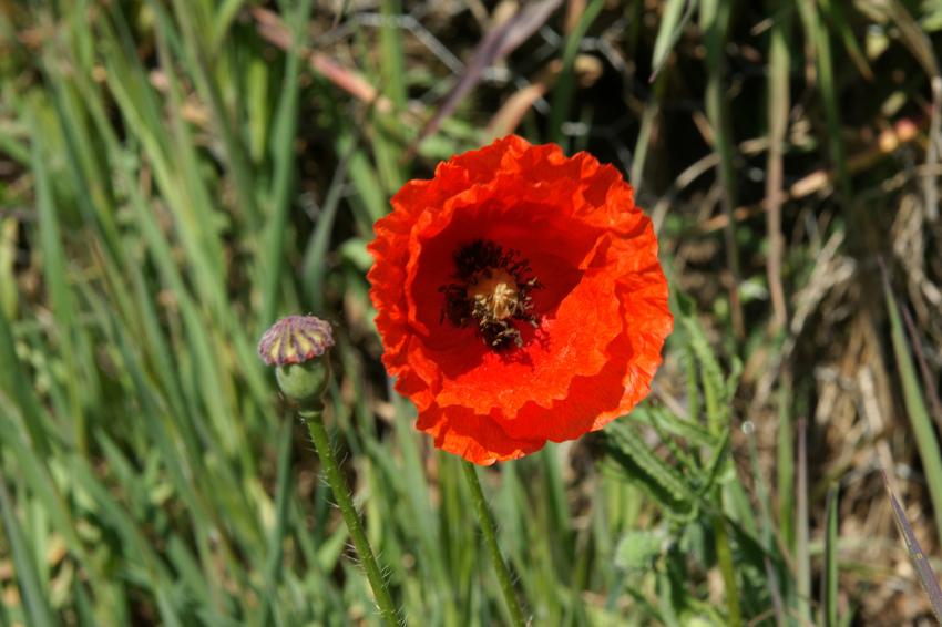 Le Printemps