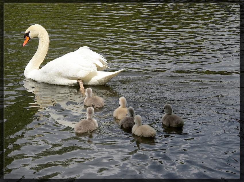 Cygnes en famille