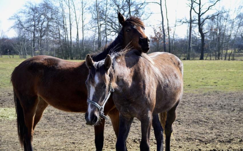 chevaux