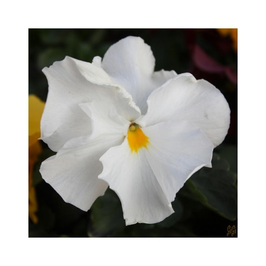 Blancheur