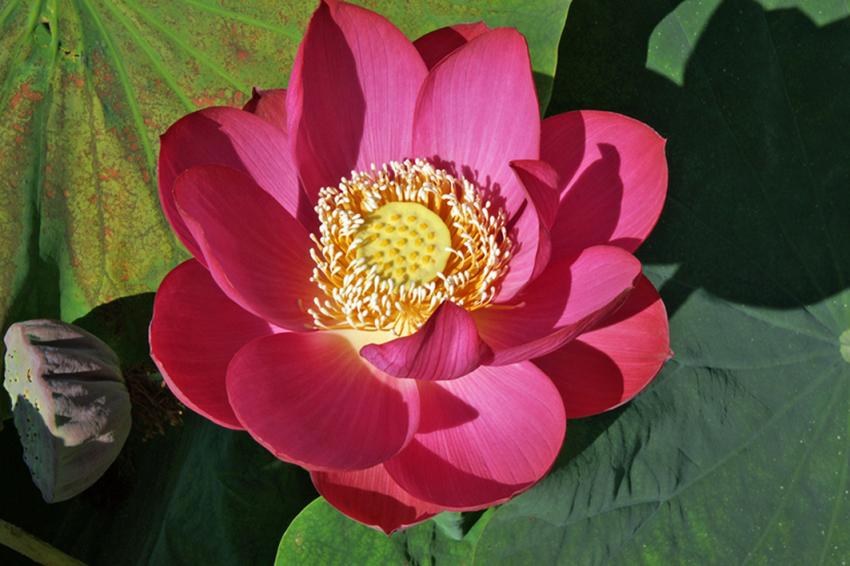 Fleur de Lotus