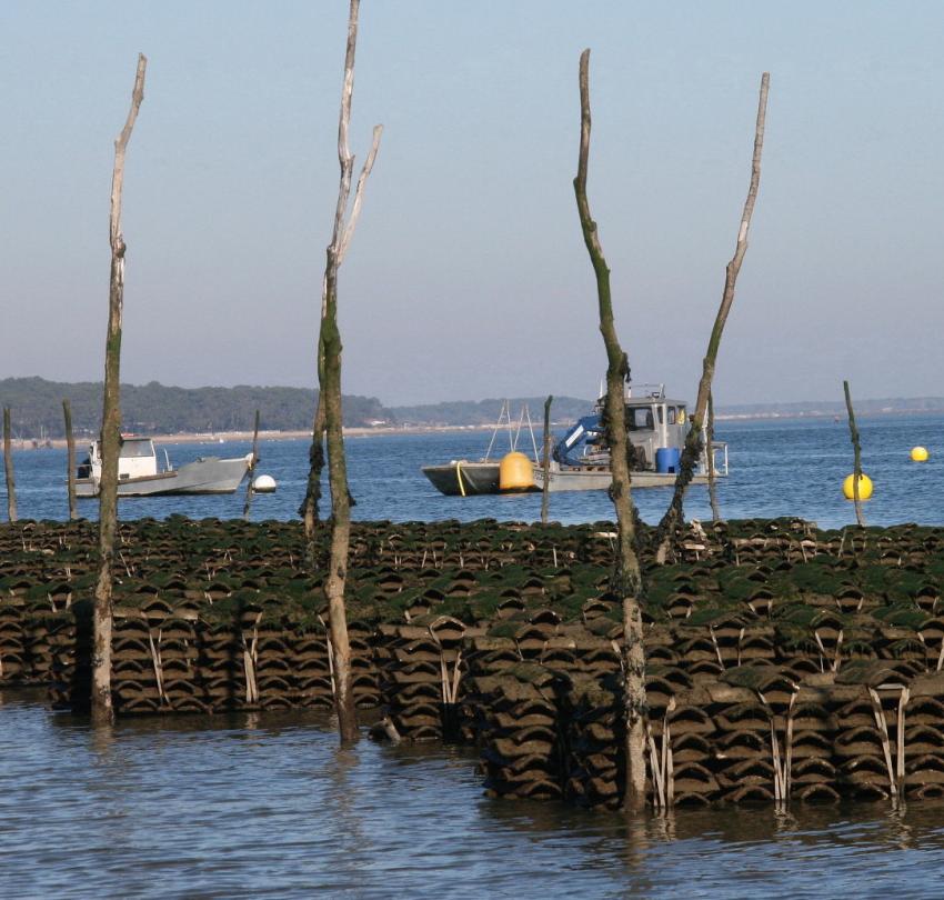 Bords du Bassin d'Arcachon