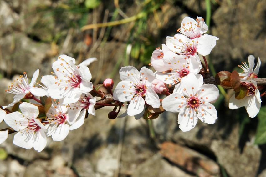 Le Printemps