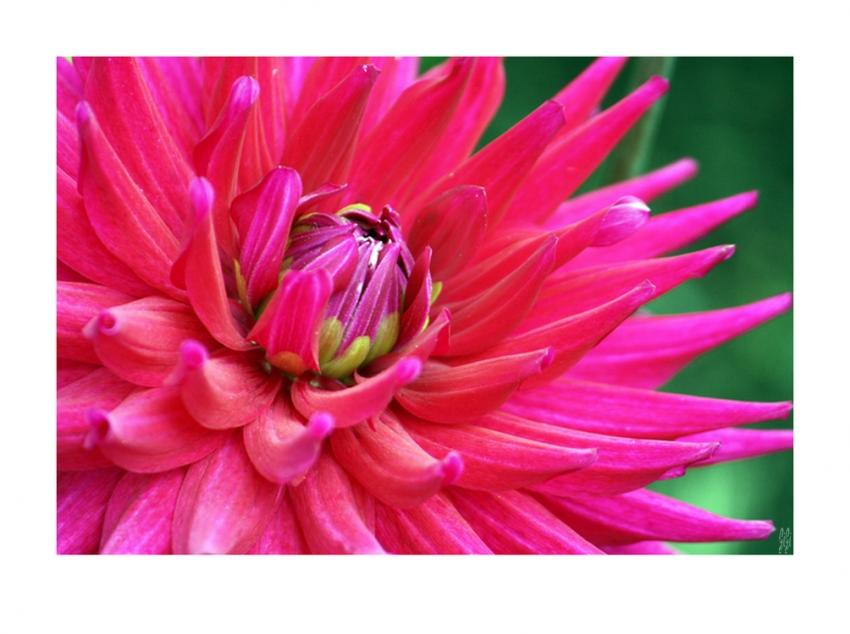 Florale 3