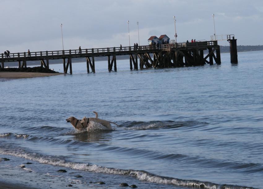 bords du bassin d'arcachon