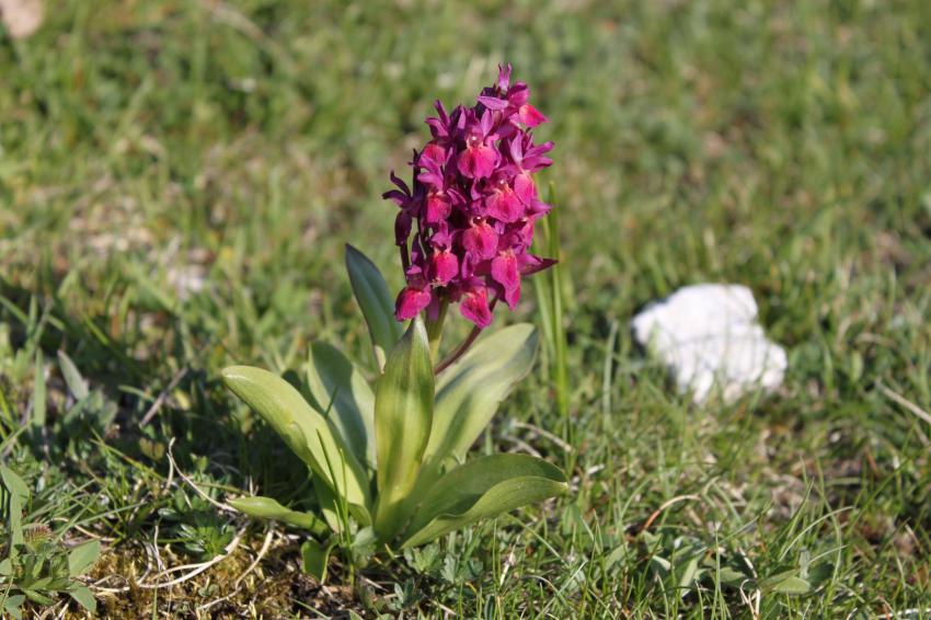 Jacinthe du plateau de Beurre