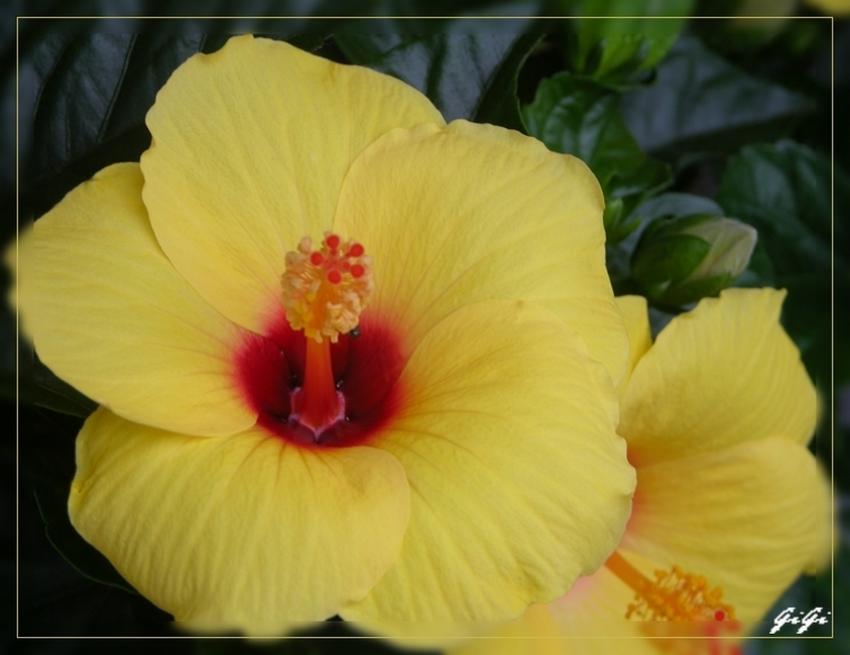Hibiscus.