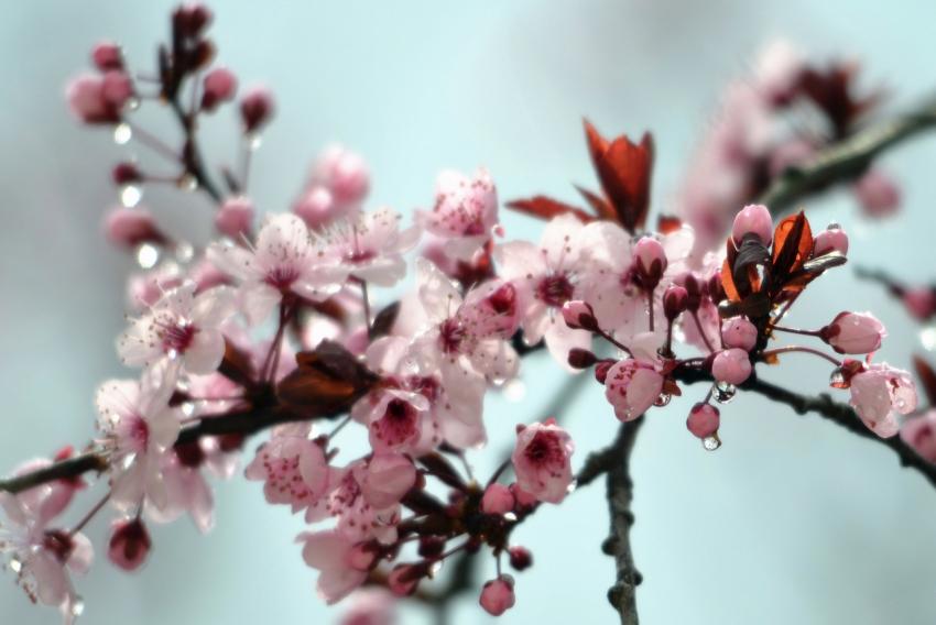 Pluie et Prunus