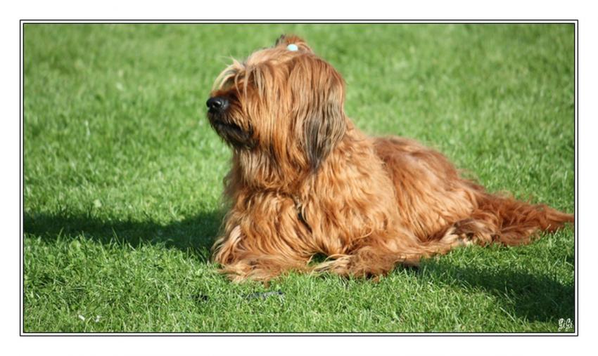 Srie canine (6).