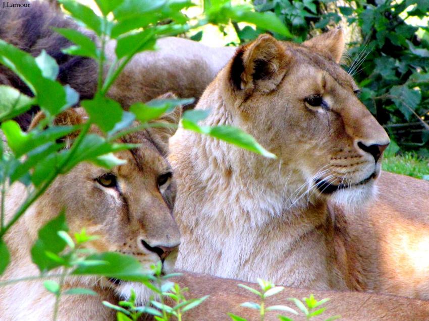 gros chats...