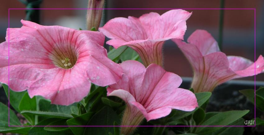 Ptunias