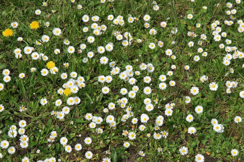 Le Printemps