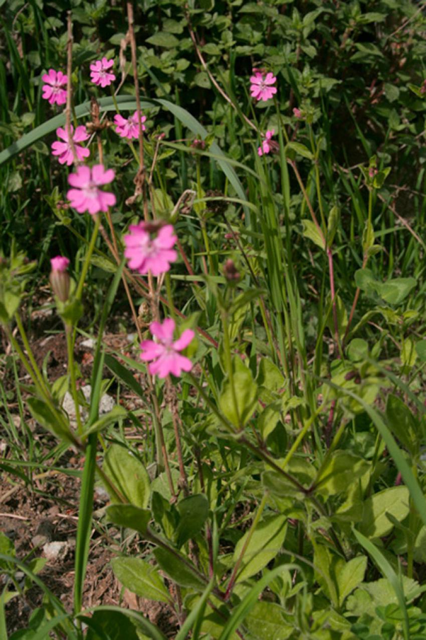 fleurs