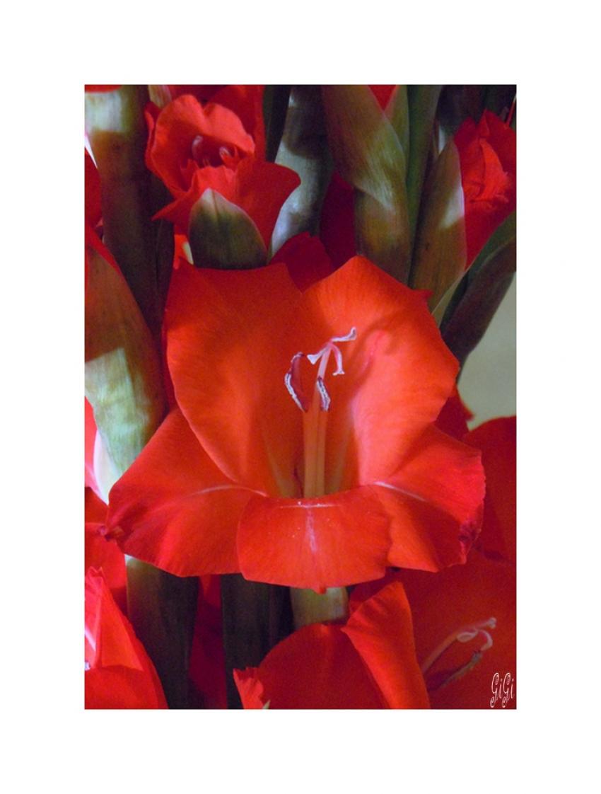 Rouge.