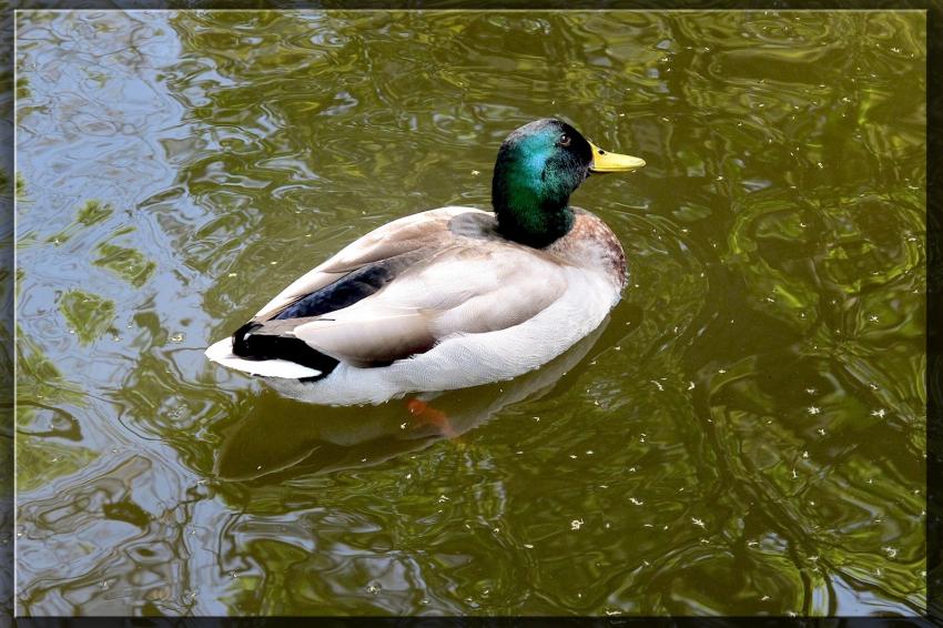 Canard  Bagatelle