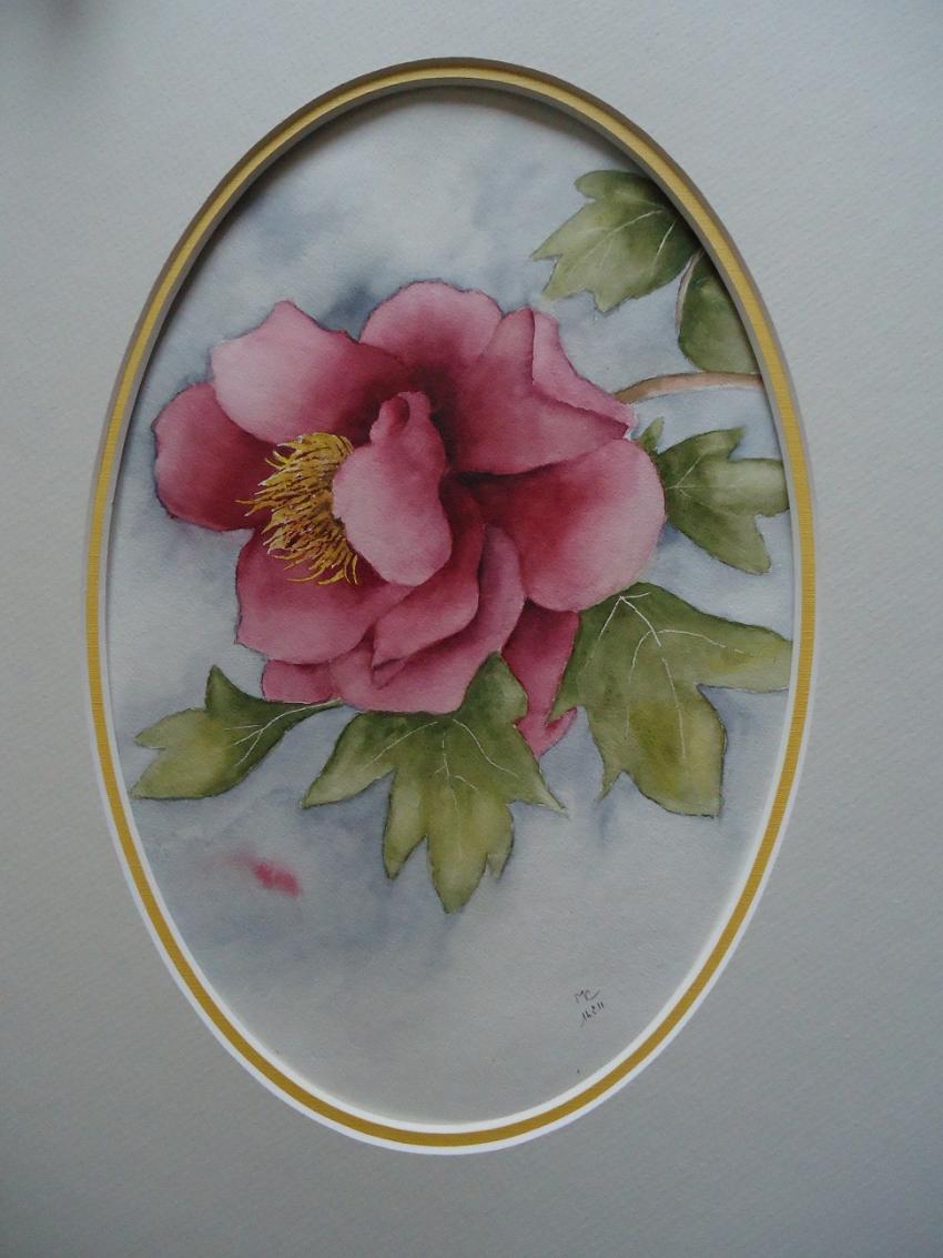 PIVOINE BOREAS