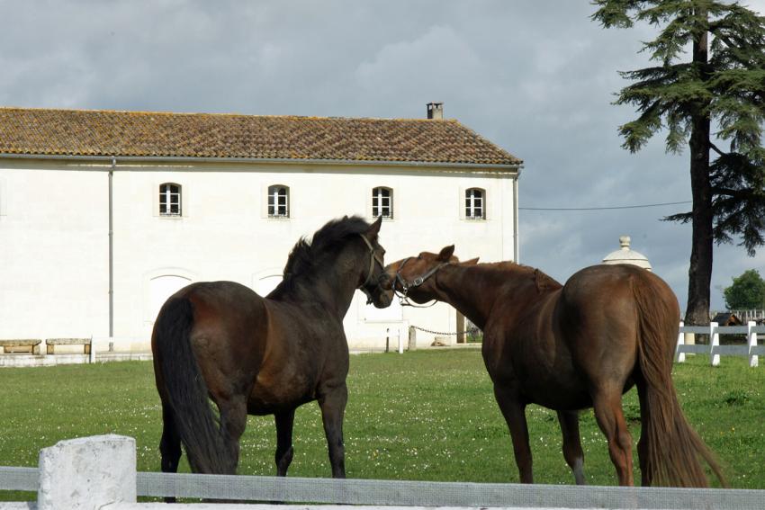 Bords de Garonne