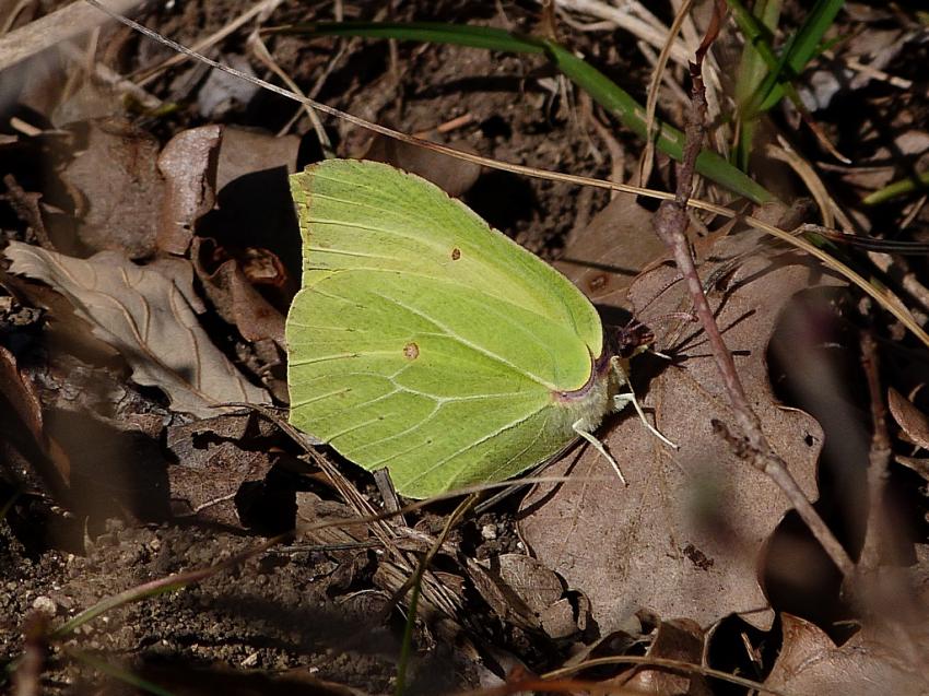 Le citron de Provence 