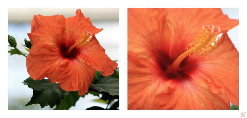 Florale 5.