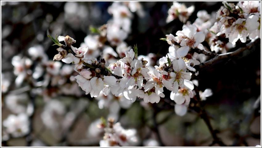 Le printemps de l'amandier