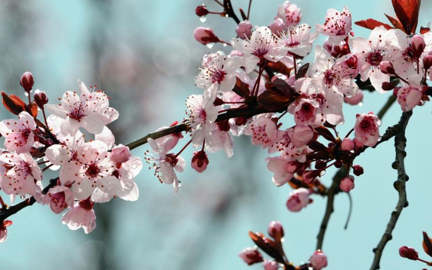 Pluie et Prunus