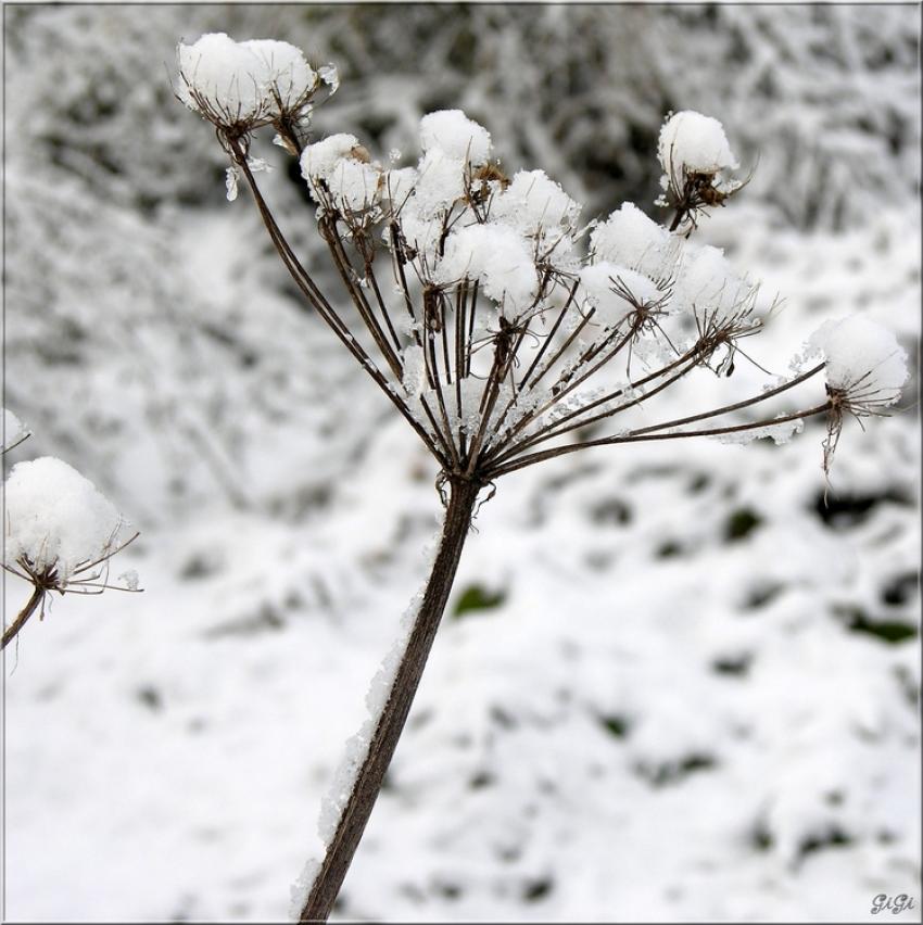 Fleur d'hiver.