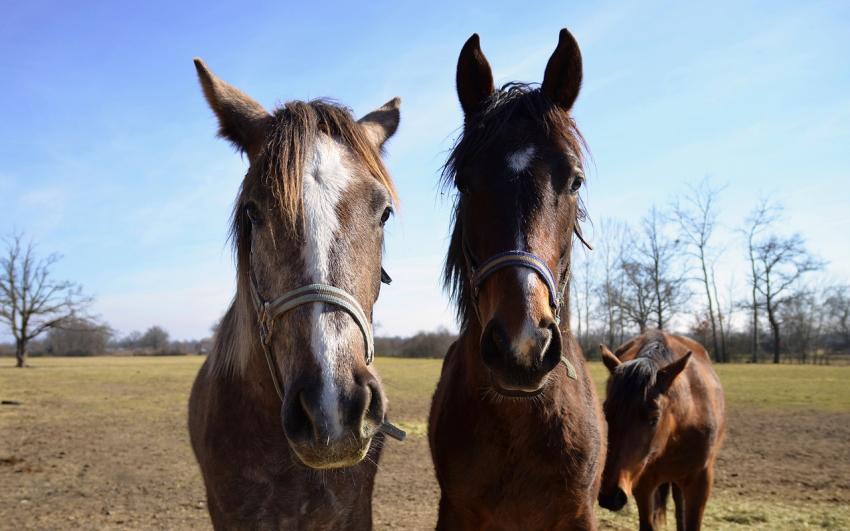 chevaux