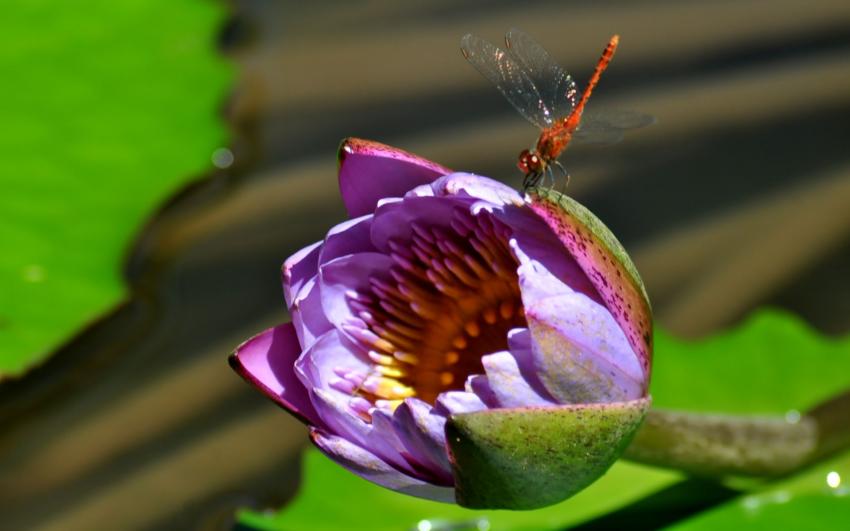 Fleur et libellule..