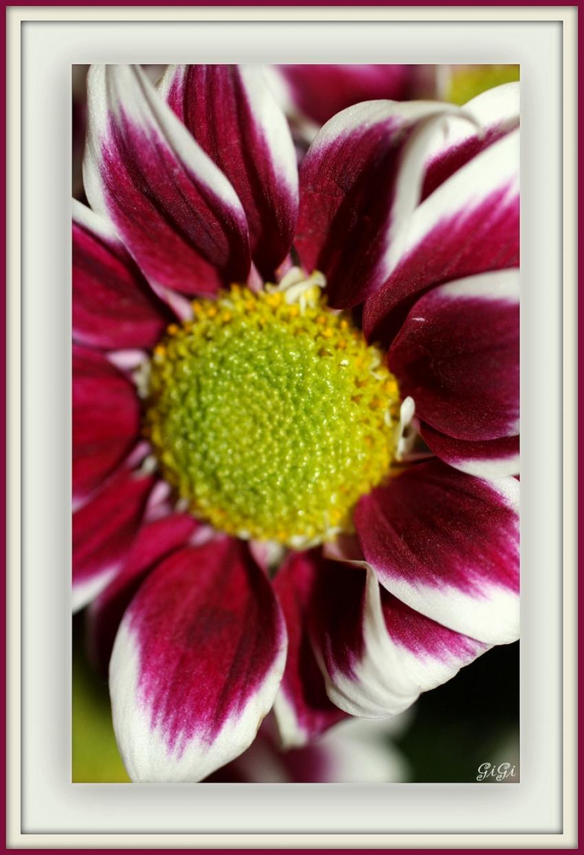 Coeur de fleur.