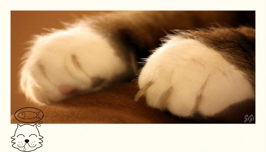 Pattes de Mysty.