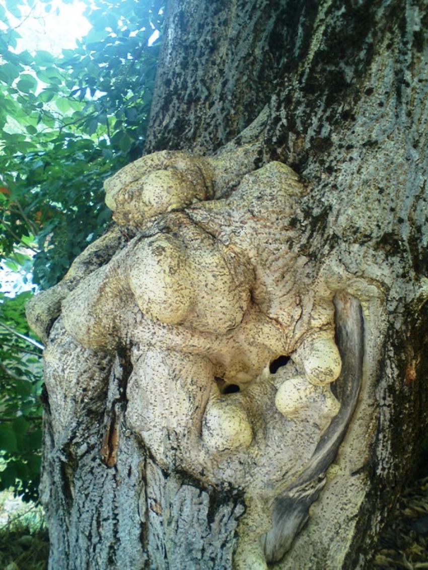 le lapin dans l'arbre (saule ttard)