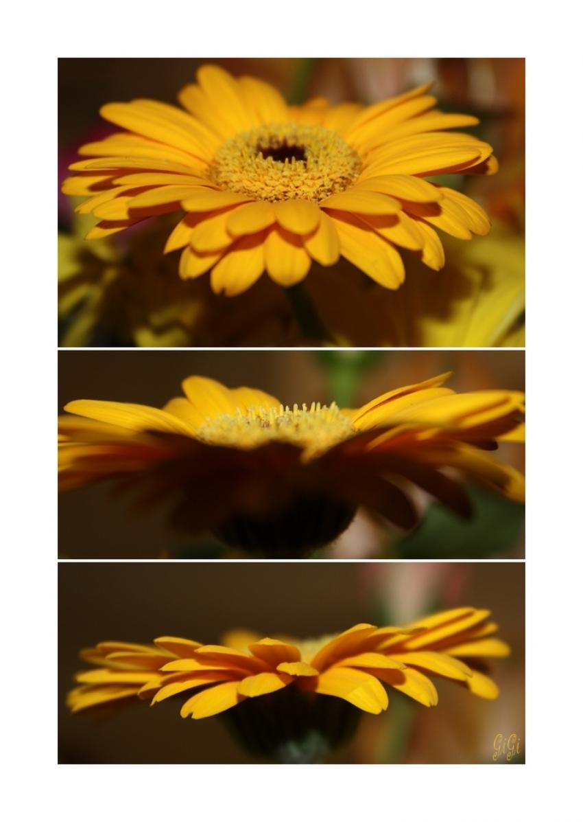 Trio jaune.