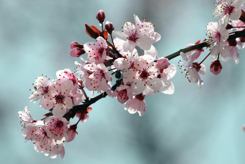 Pluie et Prunus