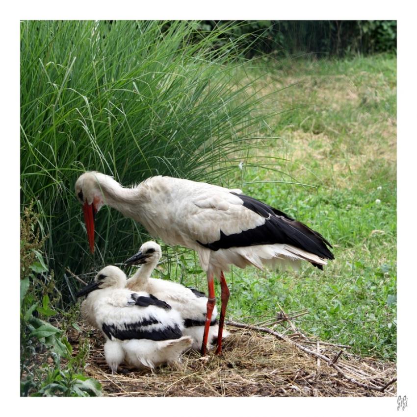 La famille CIGOGNE.