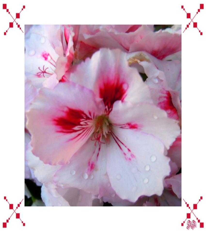 Symphonie de roses.