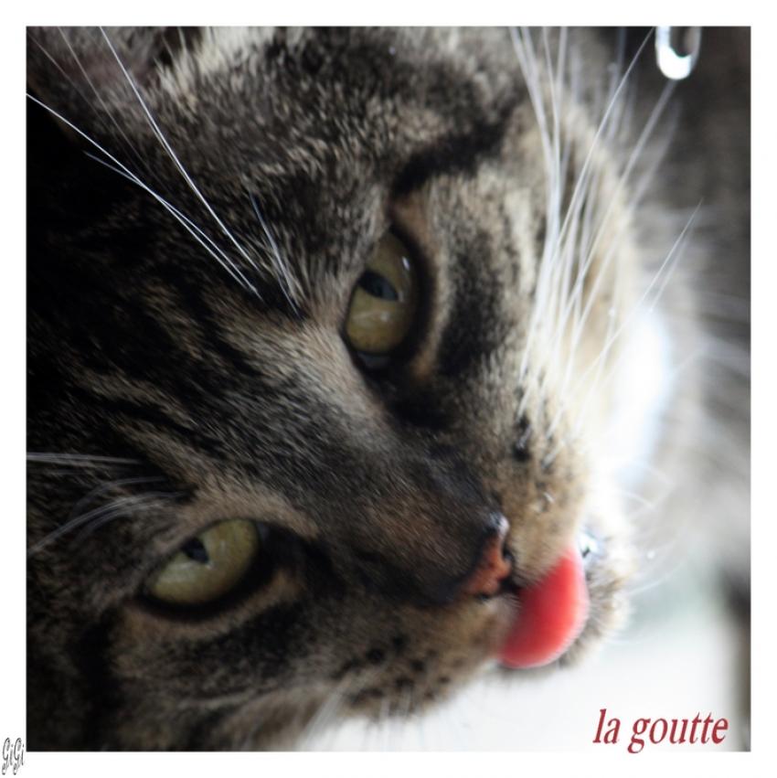 La goutte.