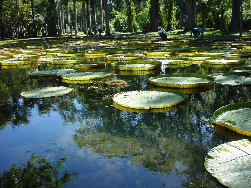 Nnuphars de l'le Maurice.