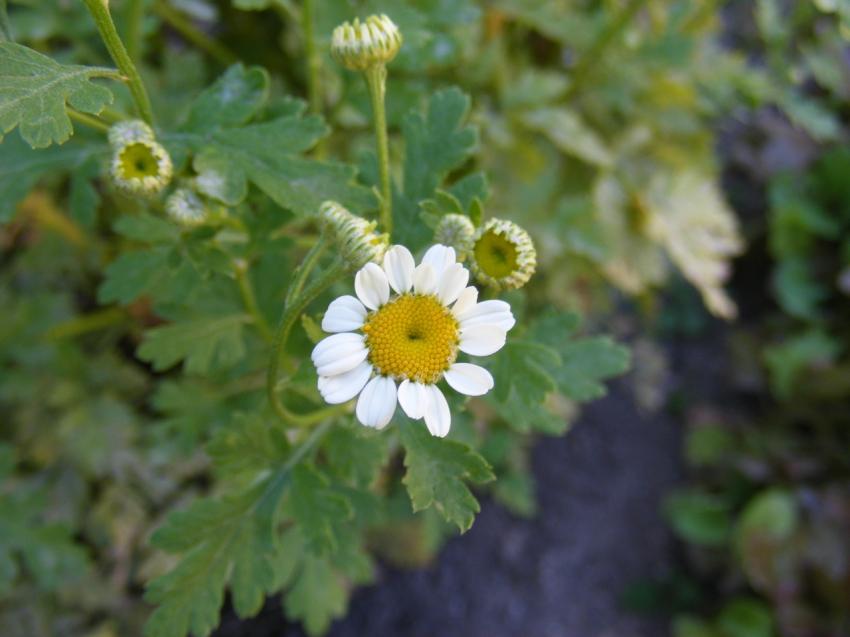 fleur inconnue