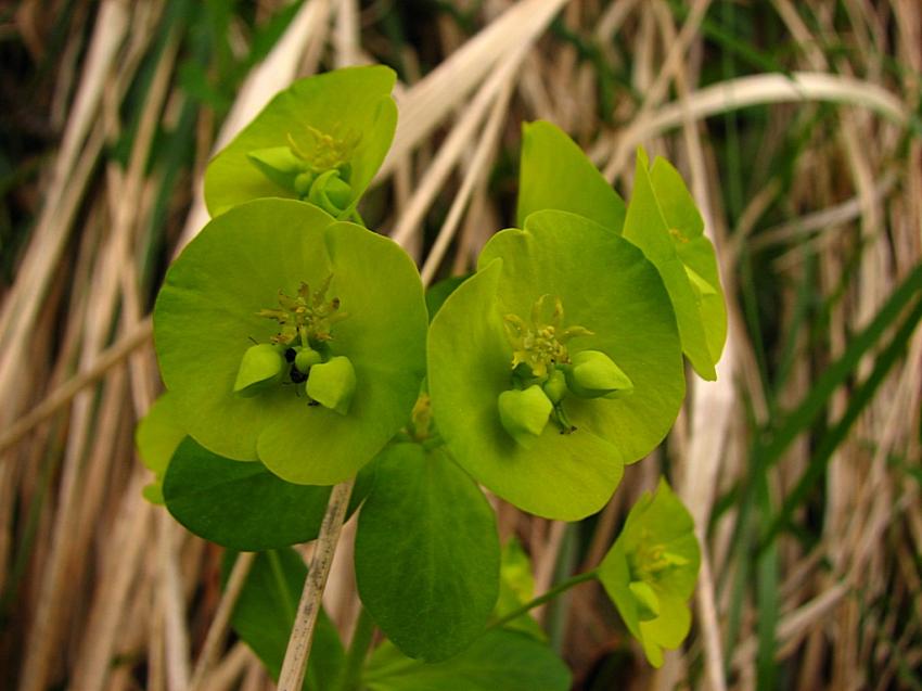 Euphorbe a feuilles d'amandier 